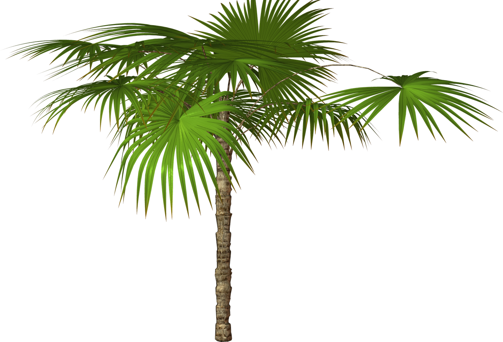 R11 Romi Palms Trees Png