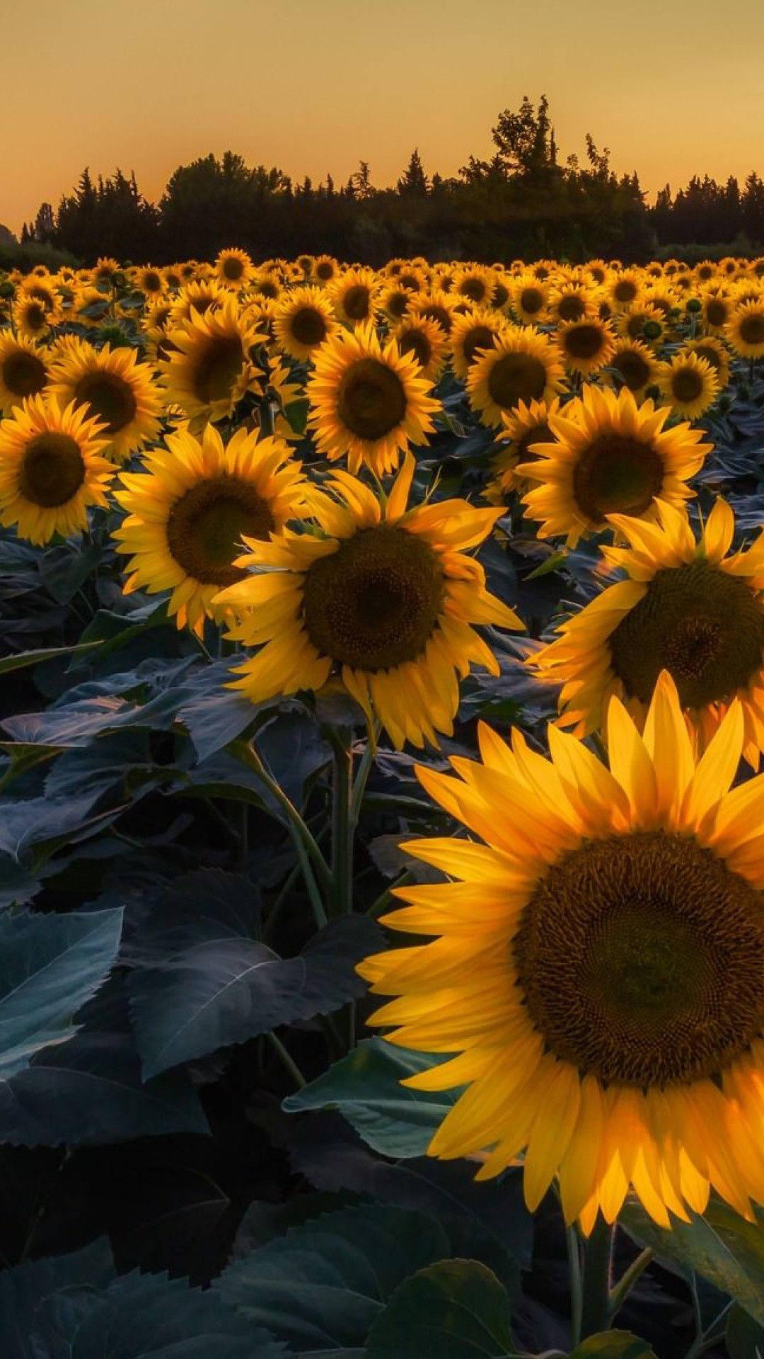 Sunflower photography, black background 750x1334 iPhone 8/7/6/6S wallpaper,  background, picture, image