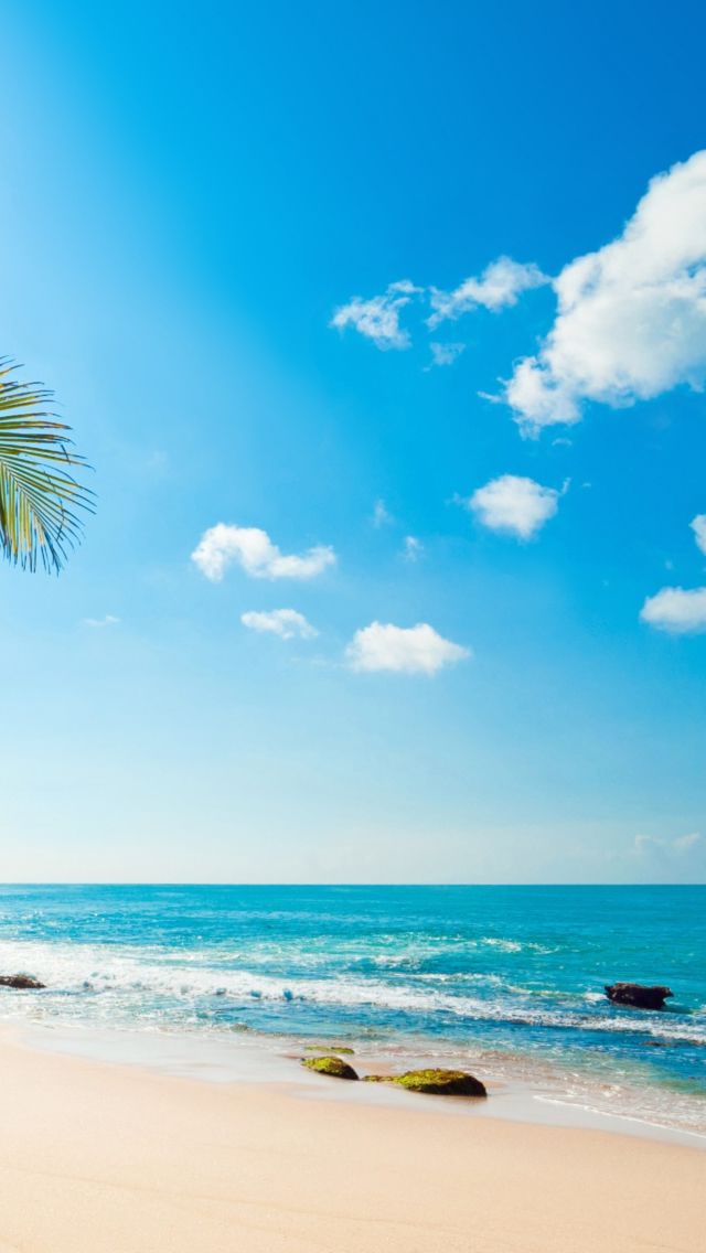 Tropical Sunshine iPhone Wallpaper