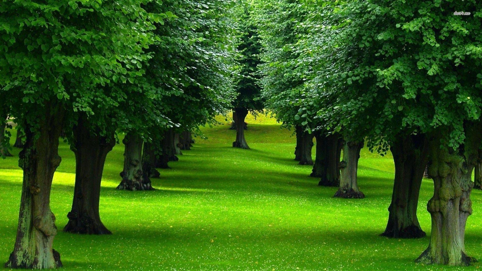 Tree Desktop Wallpaper On