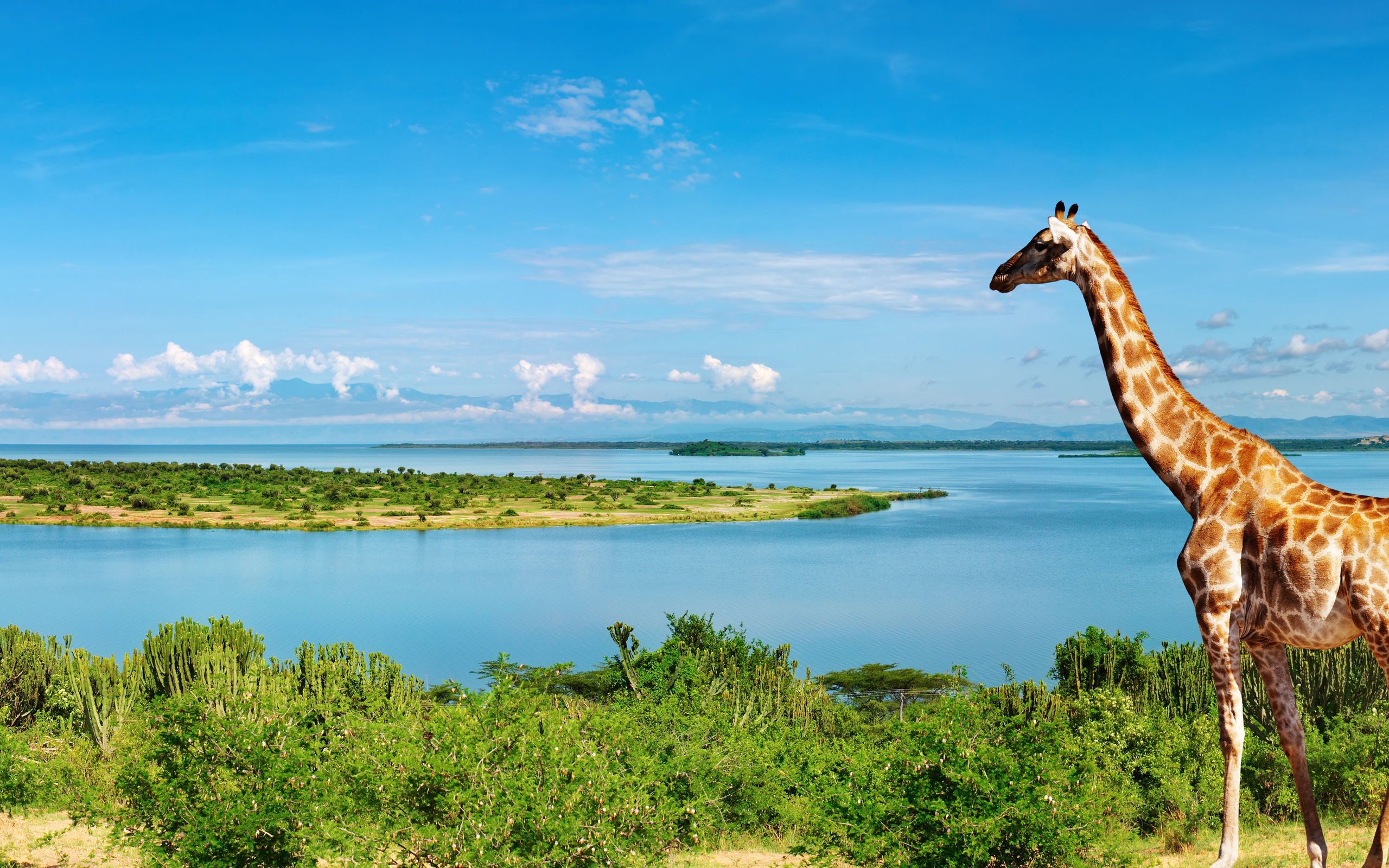 Giraffe at Nile river 4K Ultra HD wallpaper 4k WallpaperNet