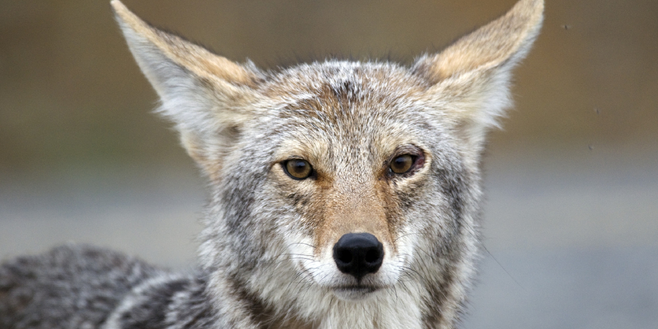 Coyote Wallpaper Image Photos Picture