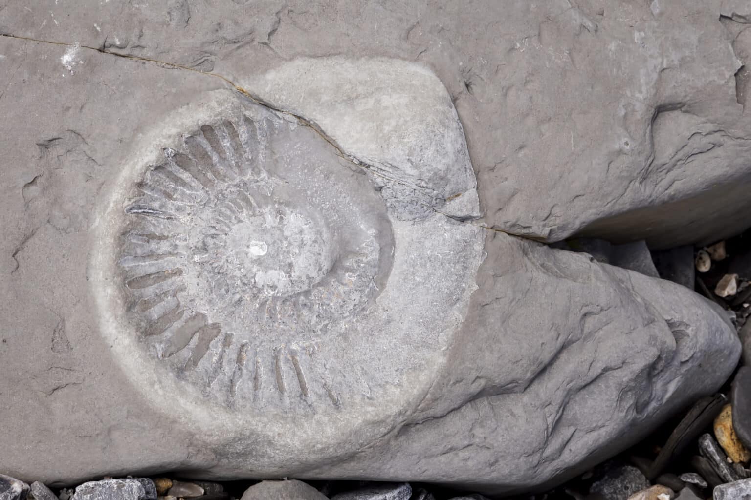 All About Ammonites Wallpaper