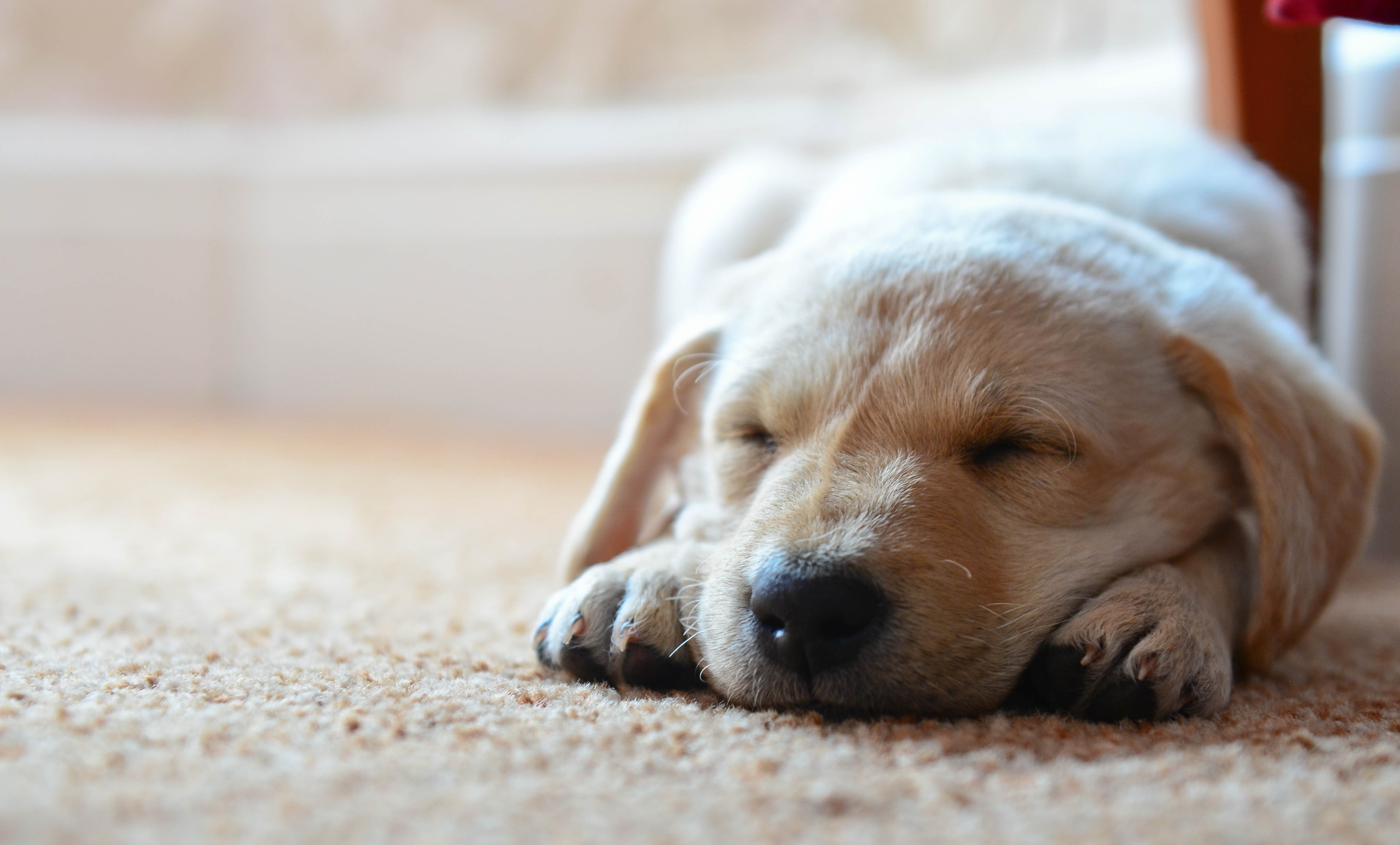 Adorable Golden Retriever Puppy Sleeping Peacefully