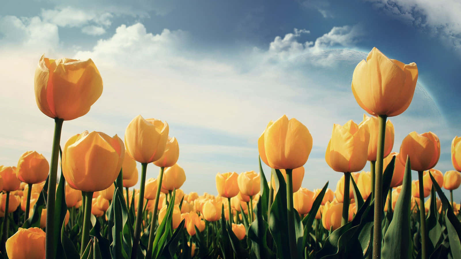 Wildflowers Syfdilt9sq1xtk5t Wallpaper