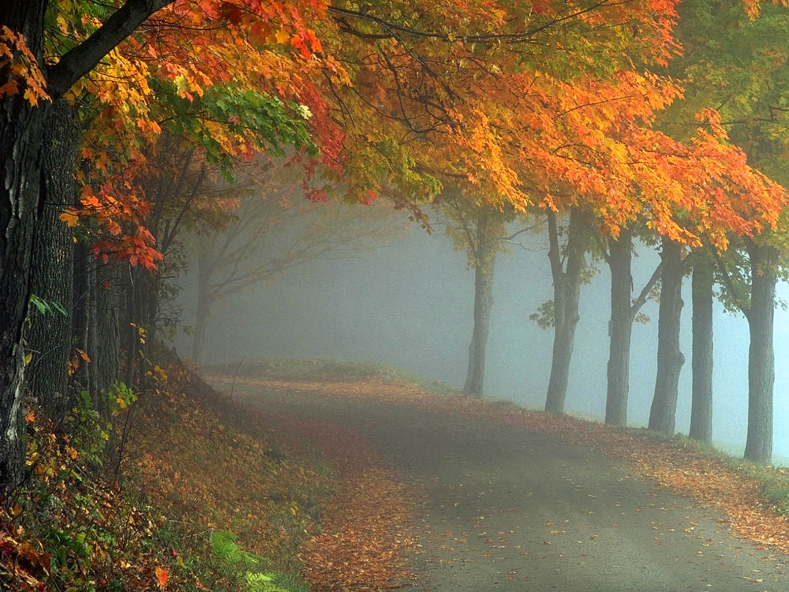Fog Wallpaper Image Photos Pictures And Background For