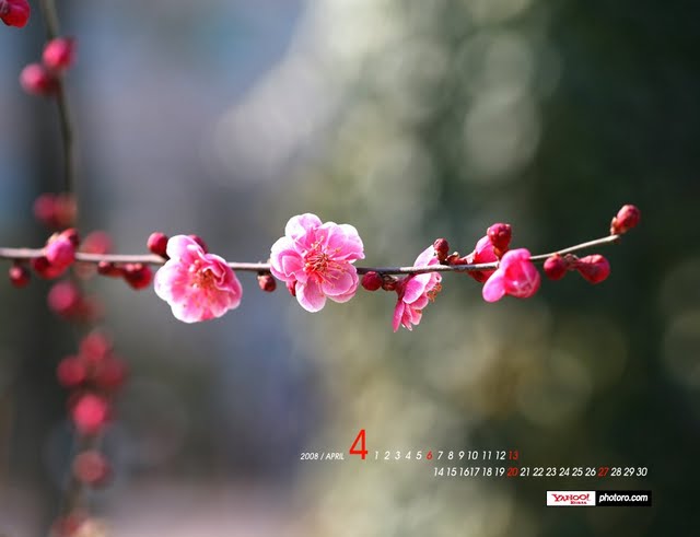 Yahoo Korea April Calendar Wallpaper Blossoming