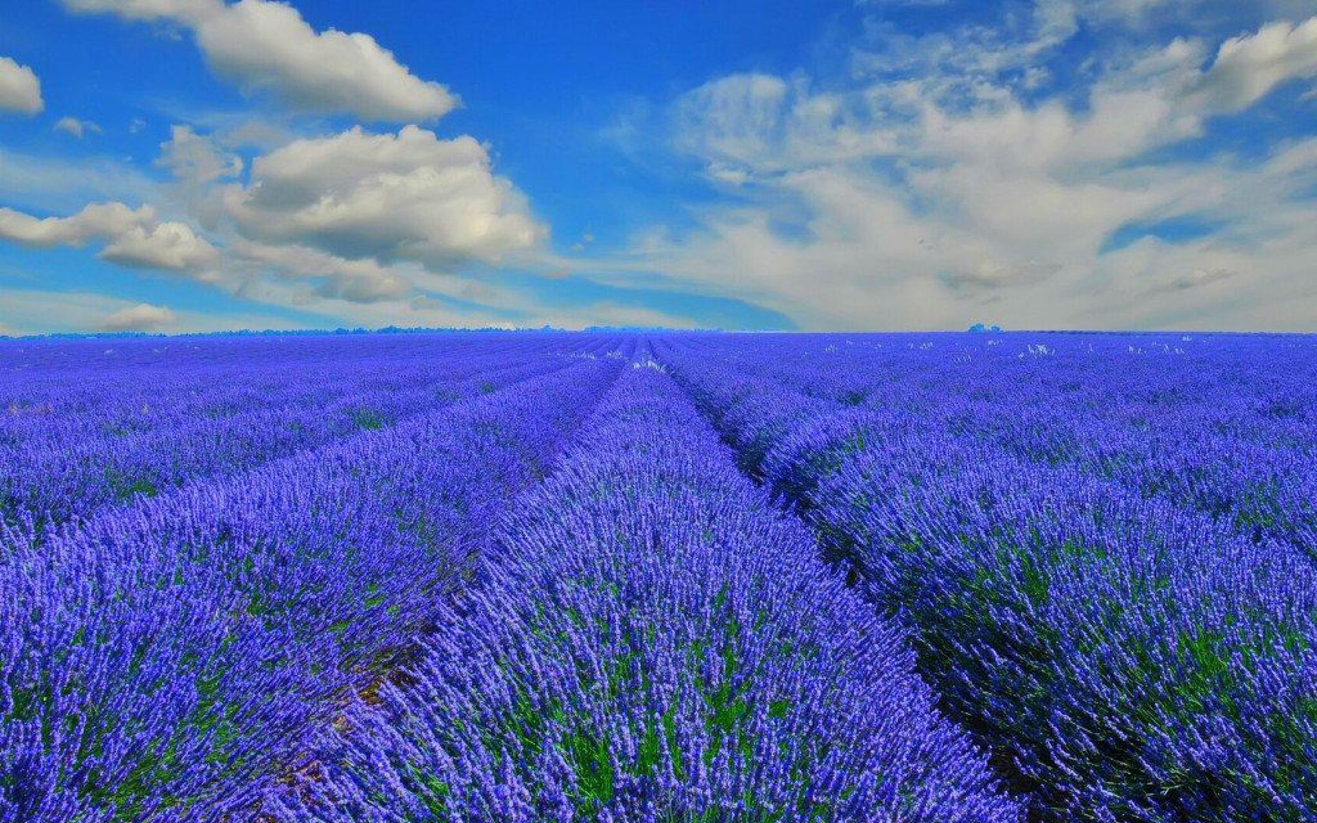 Flower Fields Wallpaper Image Photos Picture