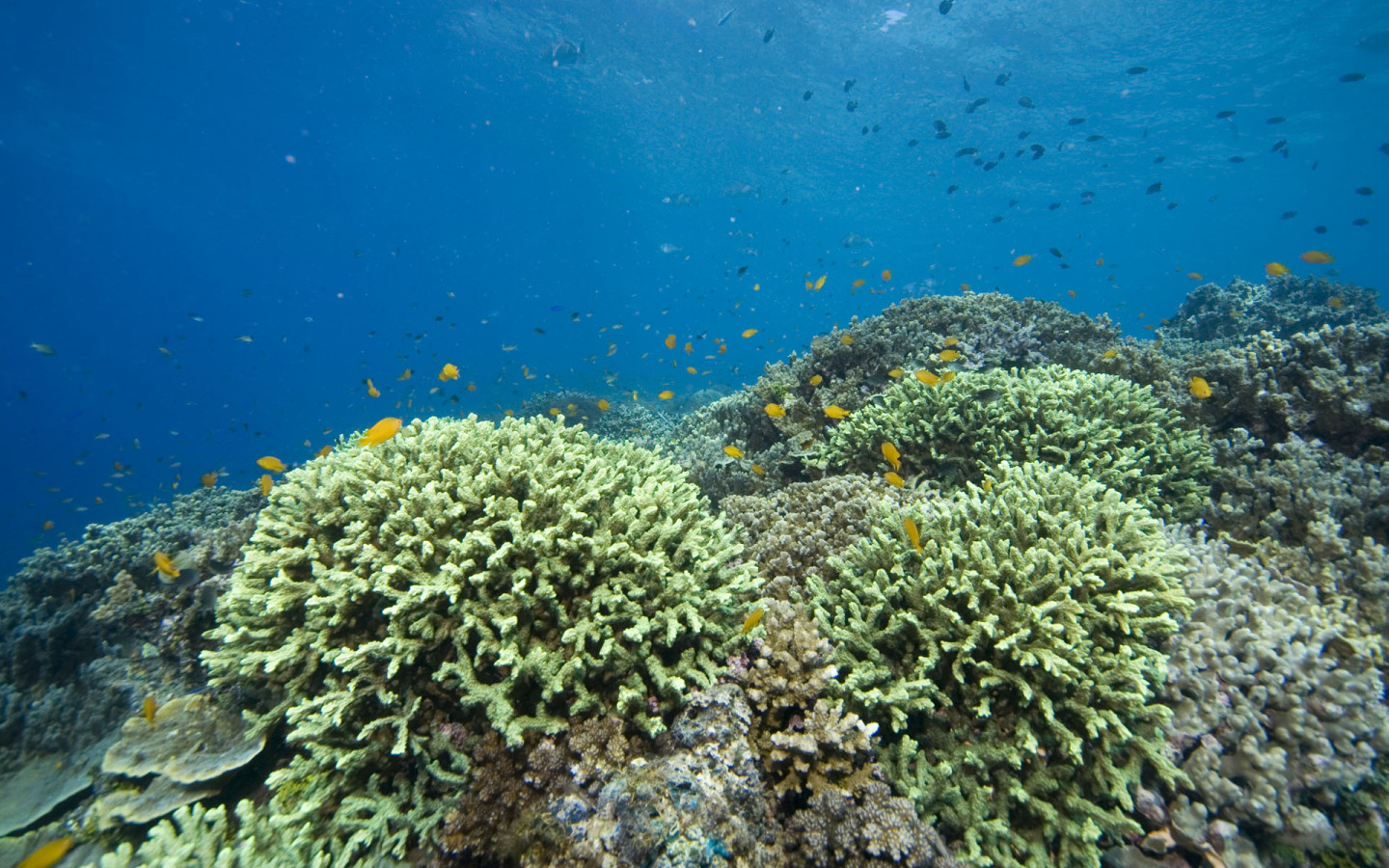 Red Sea Corals Desktop Wallpaper
