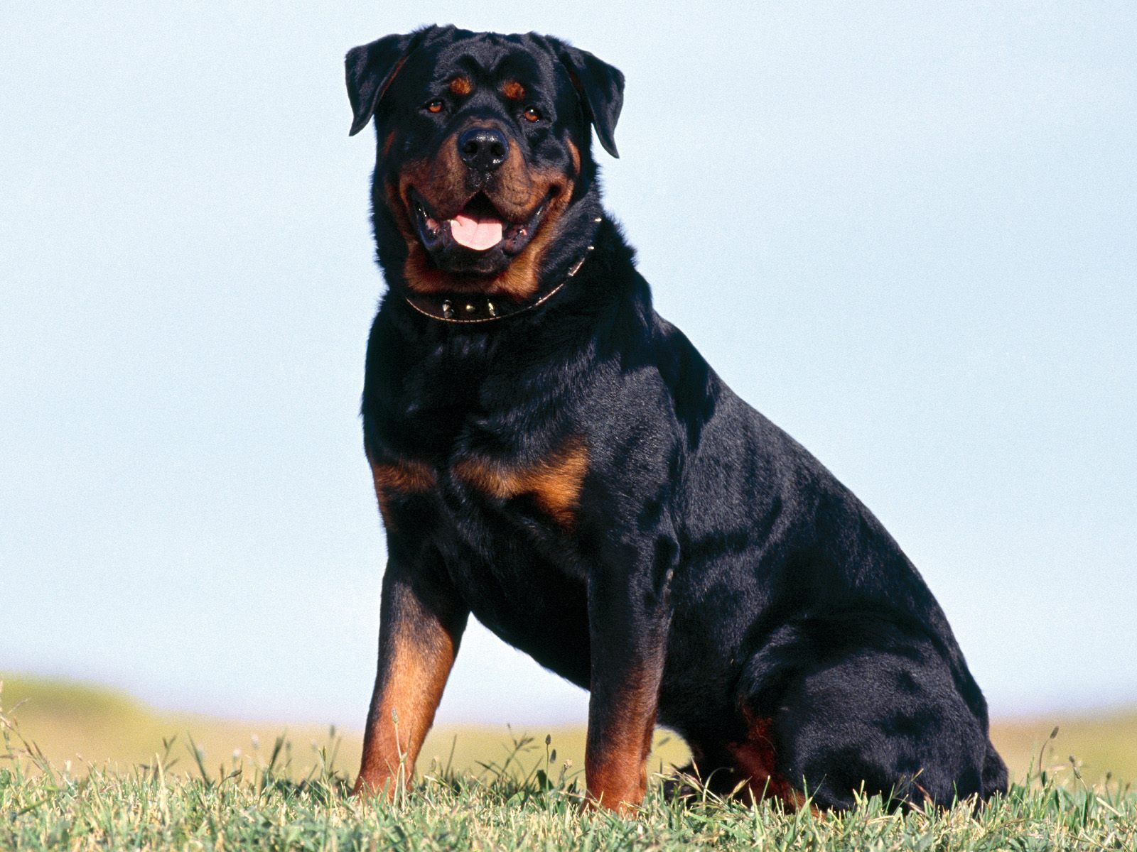 Rodwailer Dogs Wallpaper Rottweiler