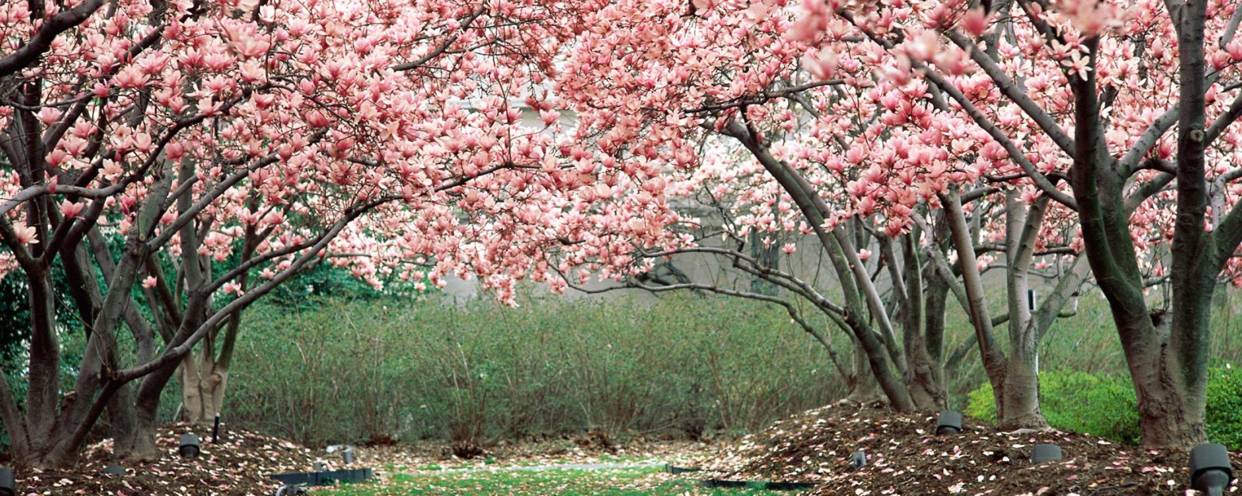 Wallpaper 2560x1024 spring garden flowering trees pink Dual