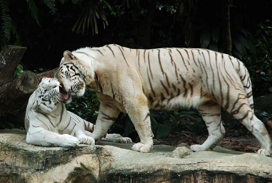 Miu t White Bengal Tigersjpg 936x630