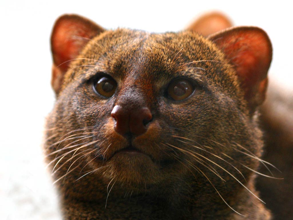 Jaguarundi Wallpaper Animals Town
