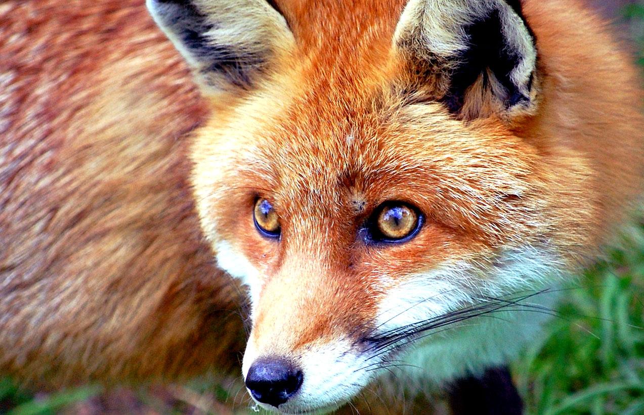 Red Fox Picture Desktop Background Wallpaper Image