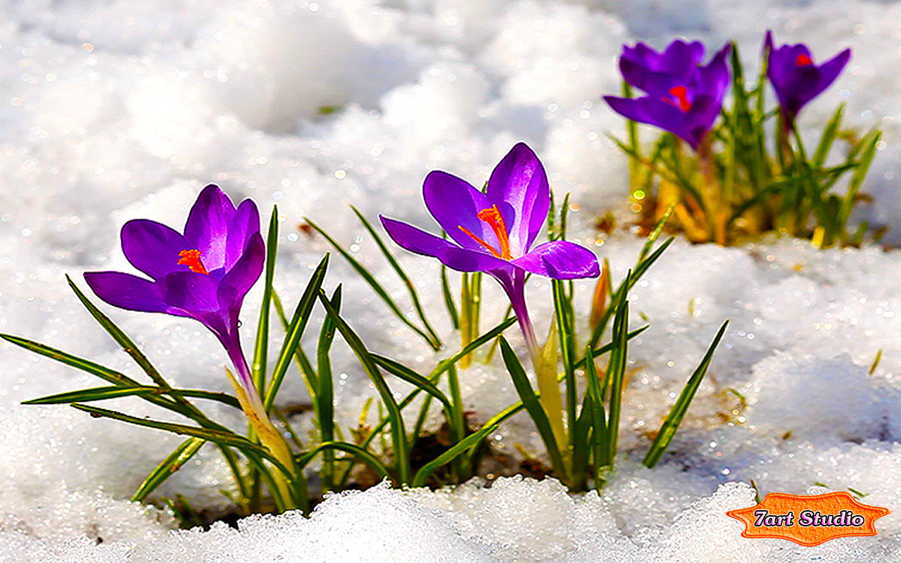 Crocus Flowers Among Icy Snow screensaver animated desktop