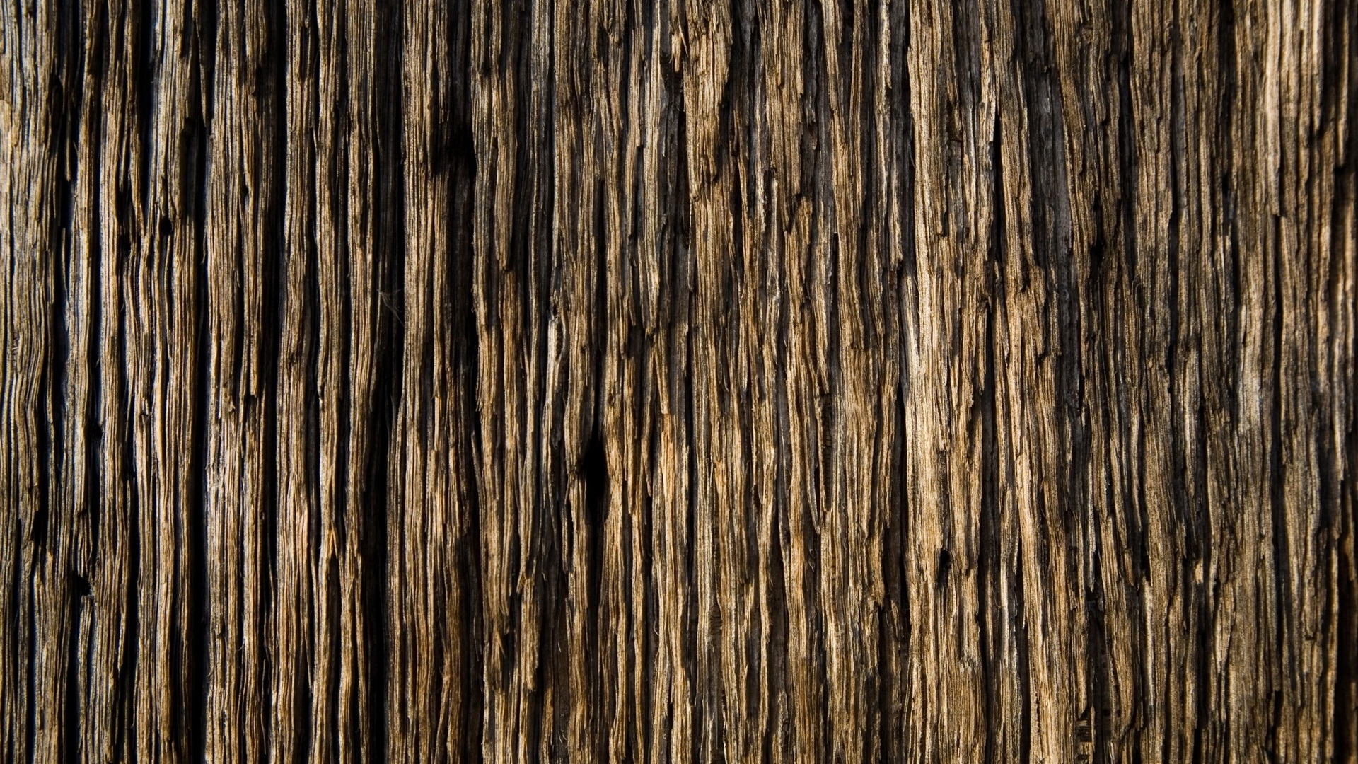 Grey dry tree bark vertical texture wallpaper  Stock image  Colourbox