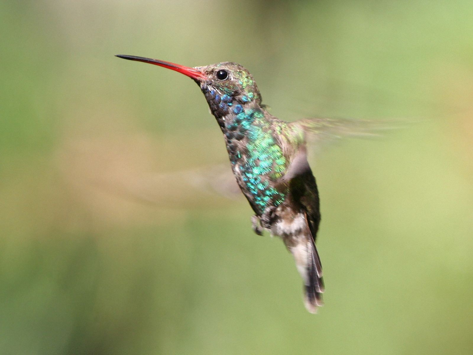 Beautiful Hummingbird Wallpaper Stock Photos