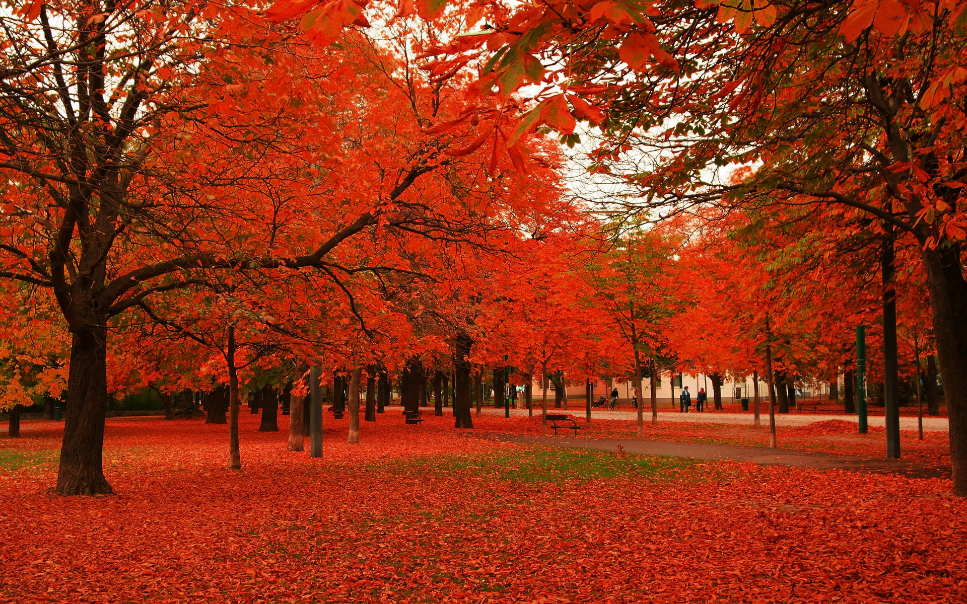 Red Leaves Autumn Trees Wallpaper