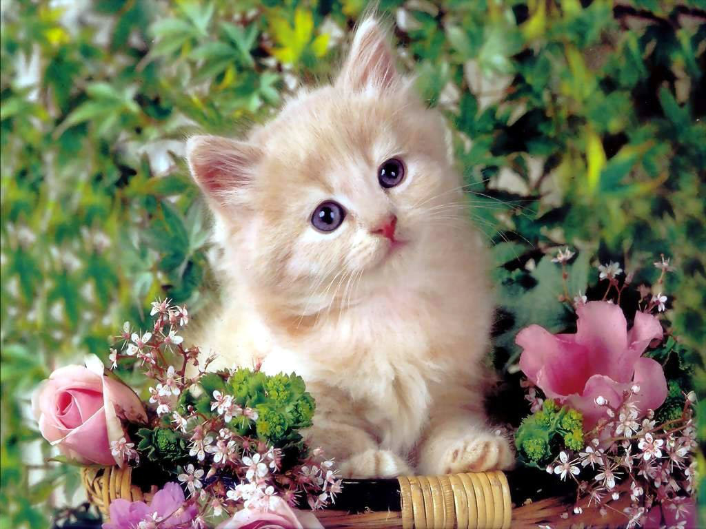 Baby Animals Image Kittens HD Wallpaper And Background Photos