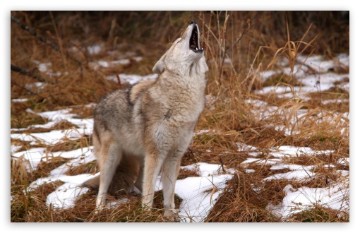 Howling Coyote Montana HD Desktop Wallpaper Widescreen Fullscreen