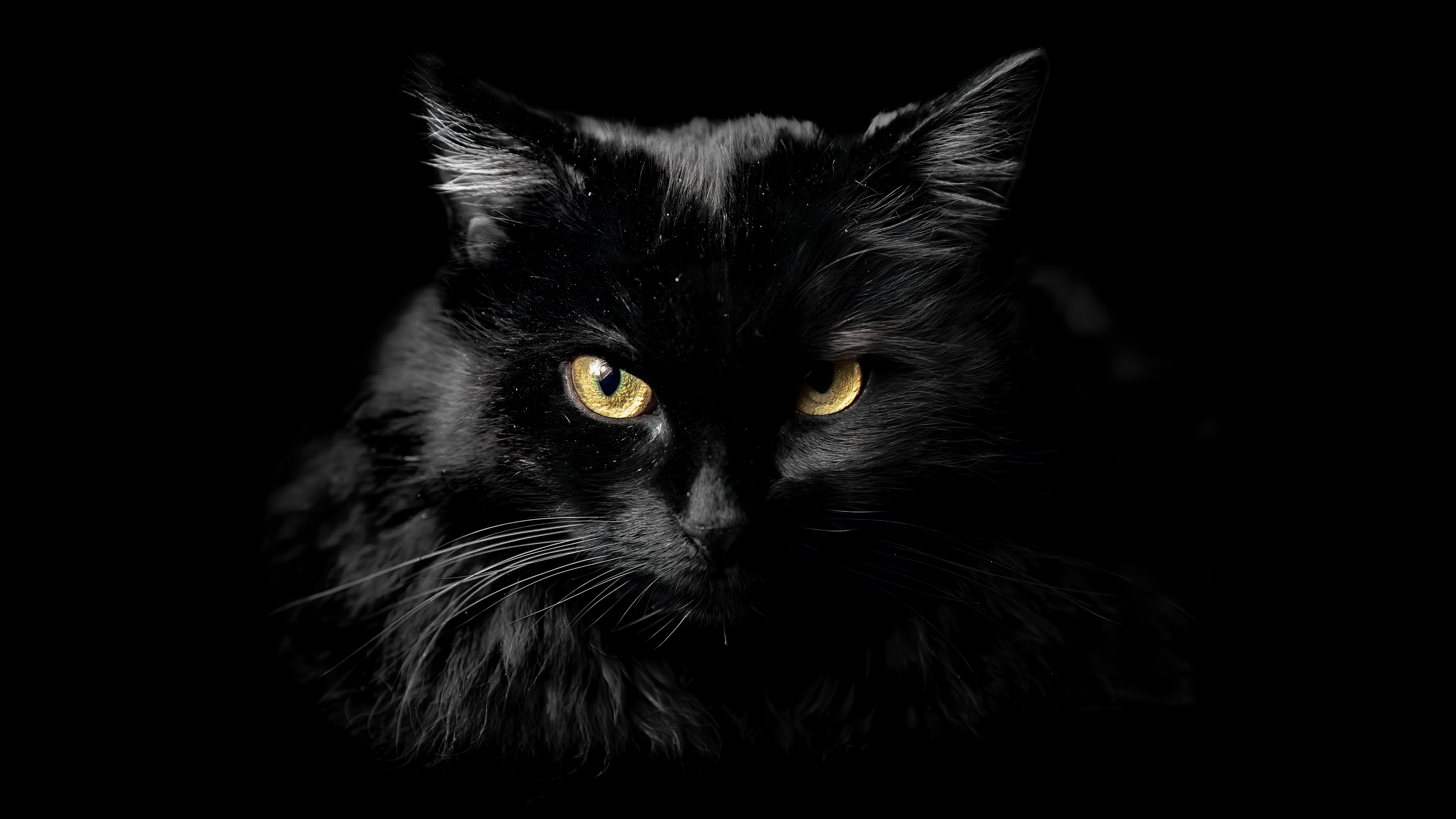 Close-up of a black cat with piercing golden eyes against a dark background