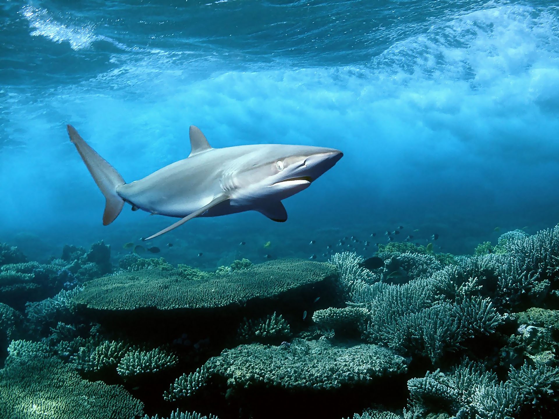 Nature Ocean Background Image Amazing Sharks Samsung Animals