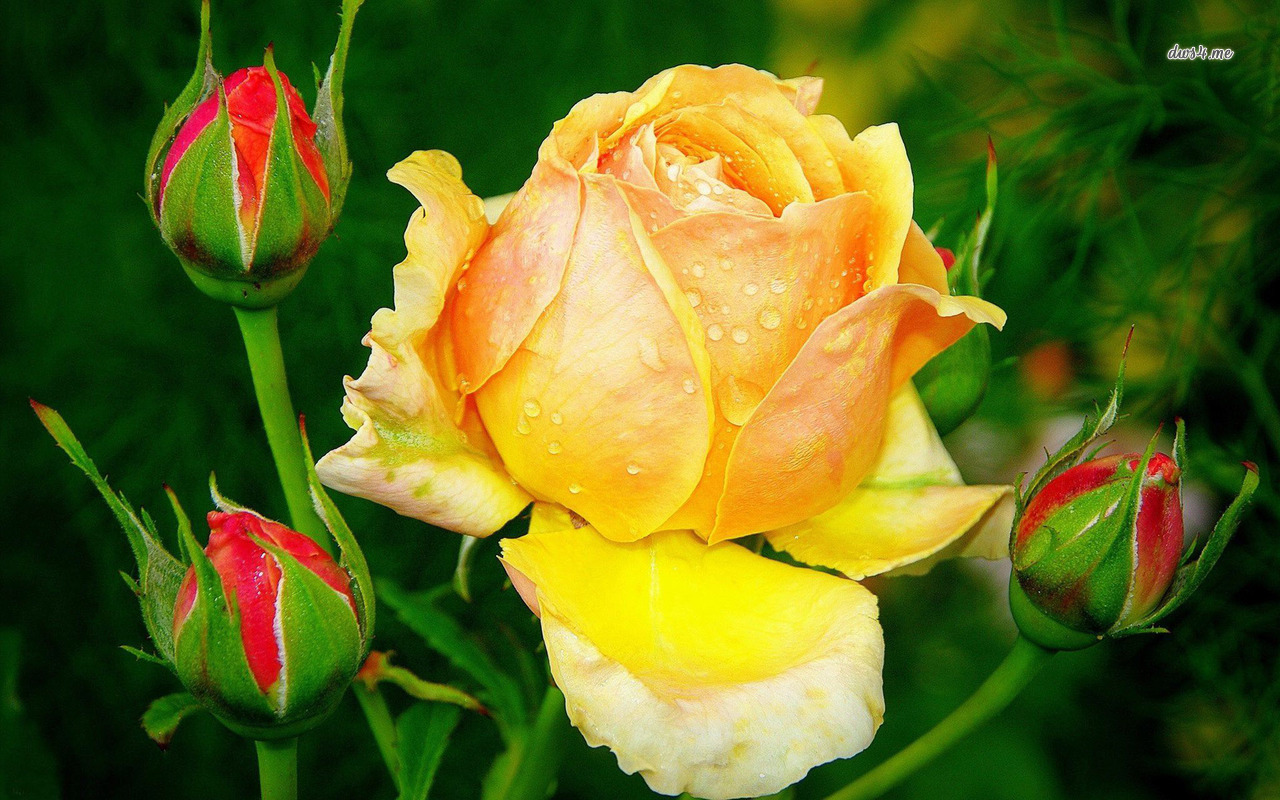 Yellow Rose Wallpaper Flower