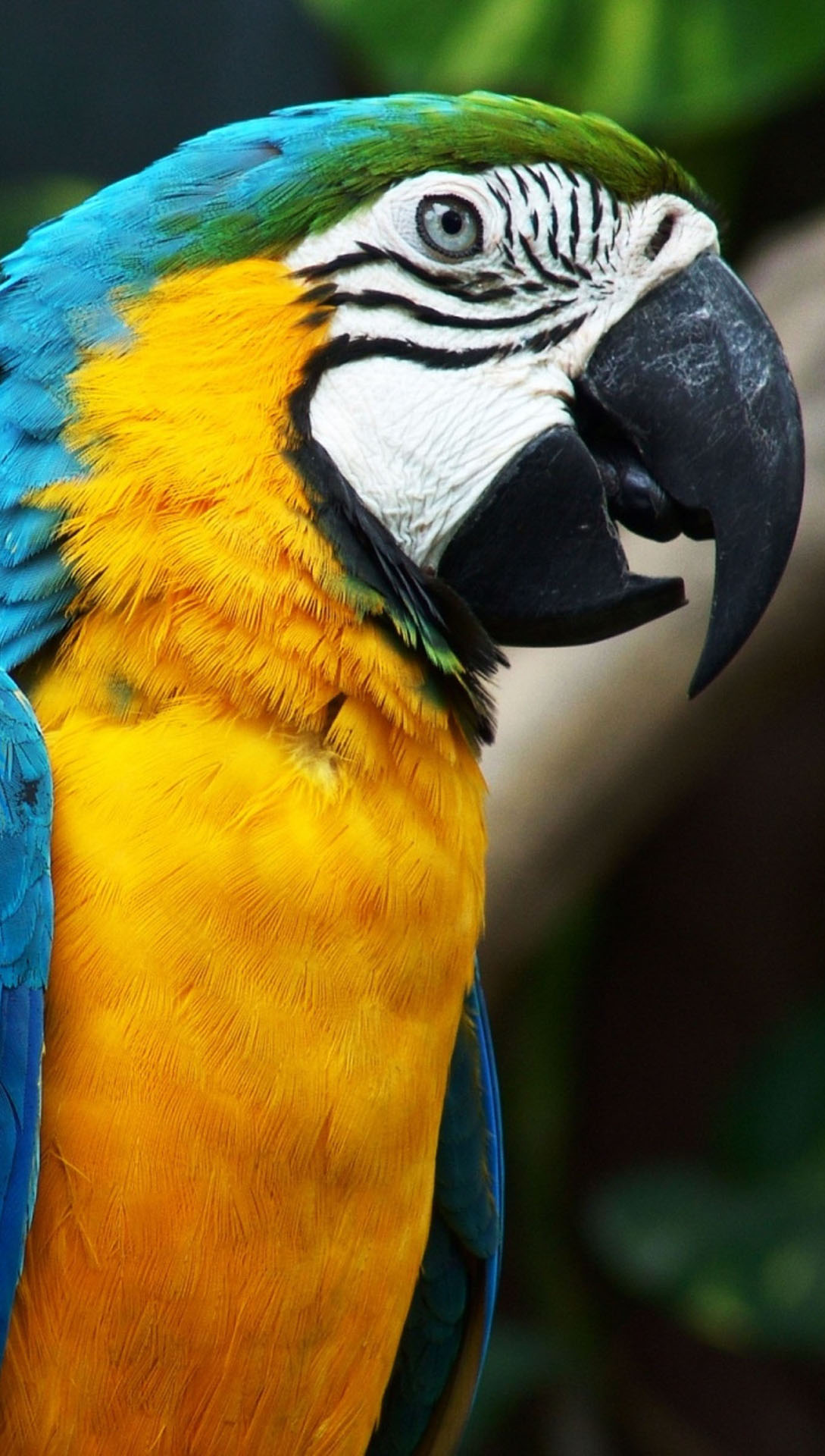Tropical Parrot Htc One Wallpaper Best And