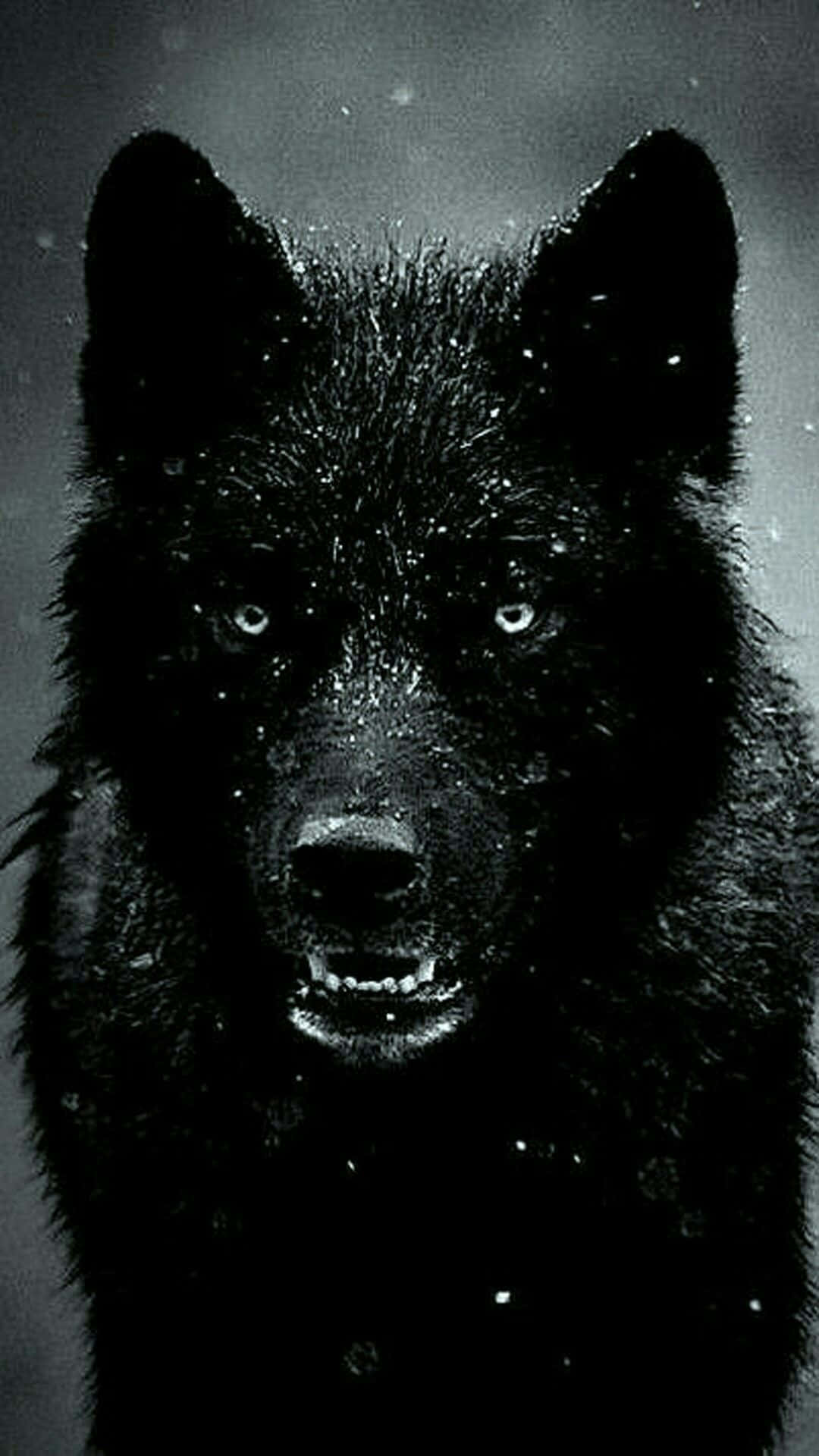 Wolf iPhone Wallpaper
