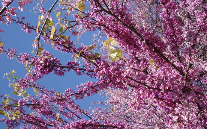 HD picture of spring desktop wallpaper of lilac flowers For Desktop