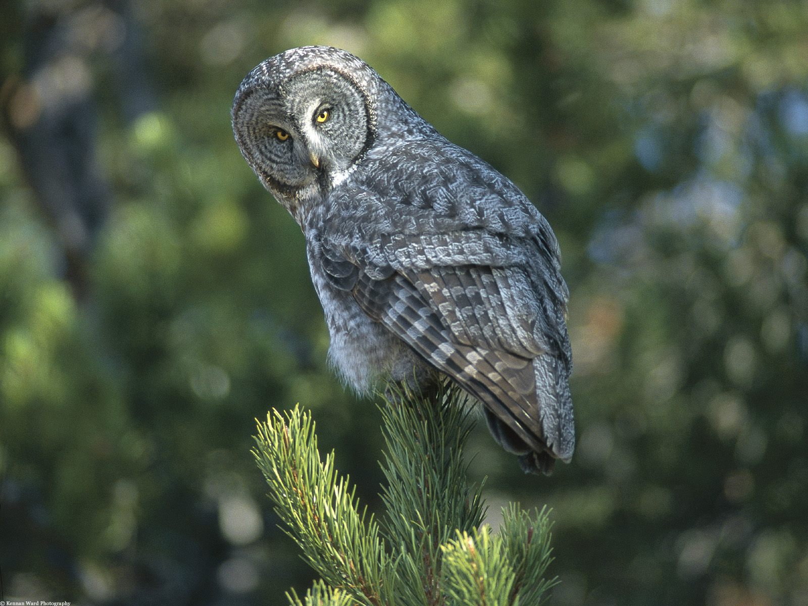 Great Gray Owl Grey And They Childs Call