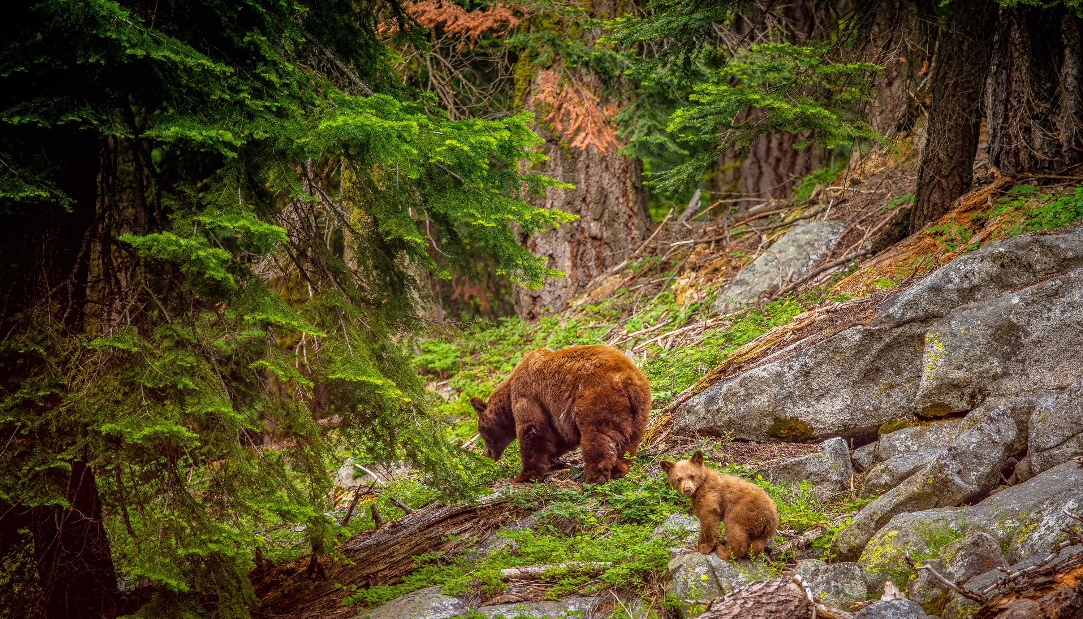 Brown Bears In Sequoia National Park HD Wallpaper Background