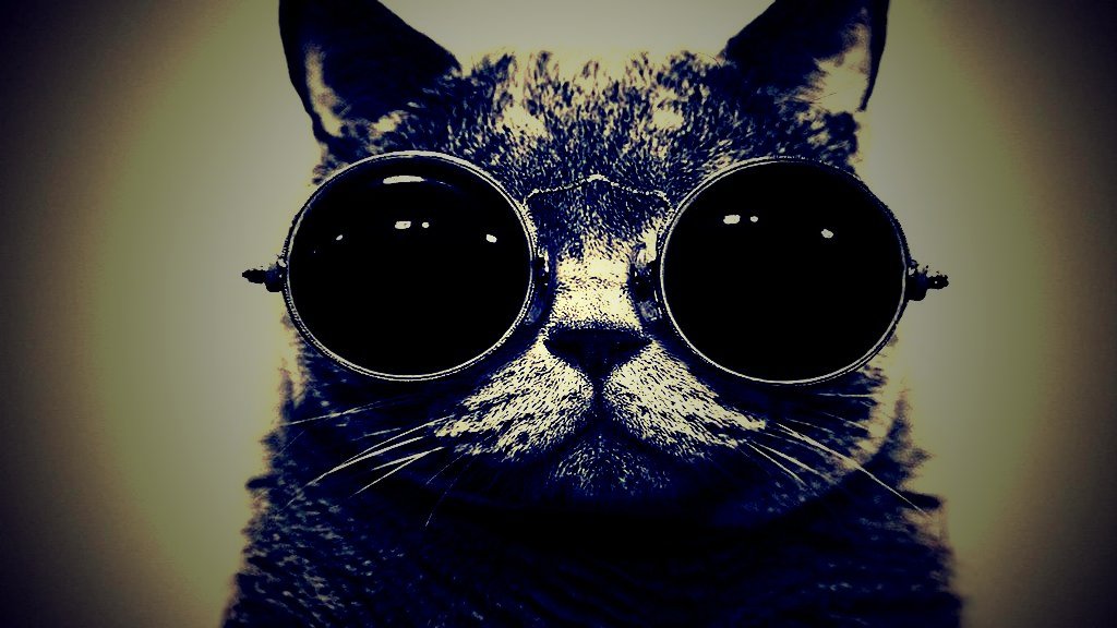 Animal Cat Bamf With Sunglasses Lomo HD Wallpaper