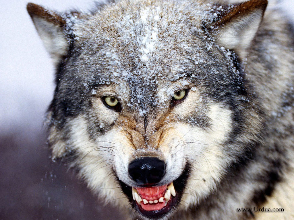 Bared Teeth Grey Wolf Scary Face Wallpaper