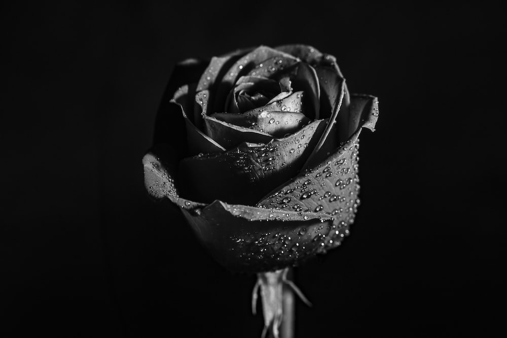 Best 100 Black Rose Pictures Download Free Images on