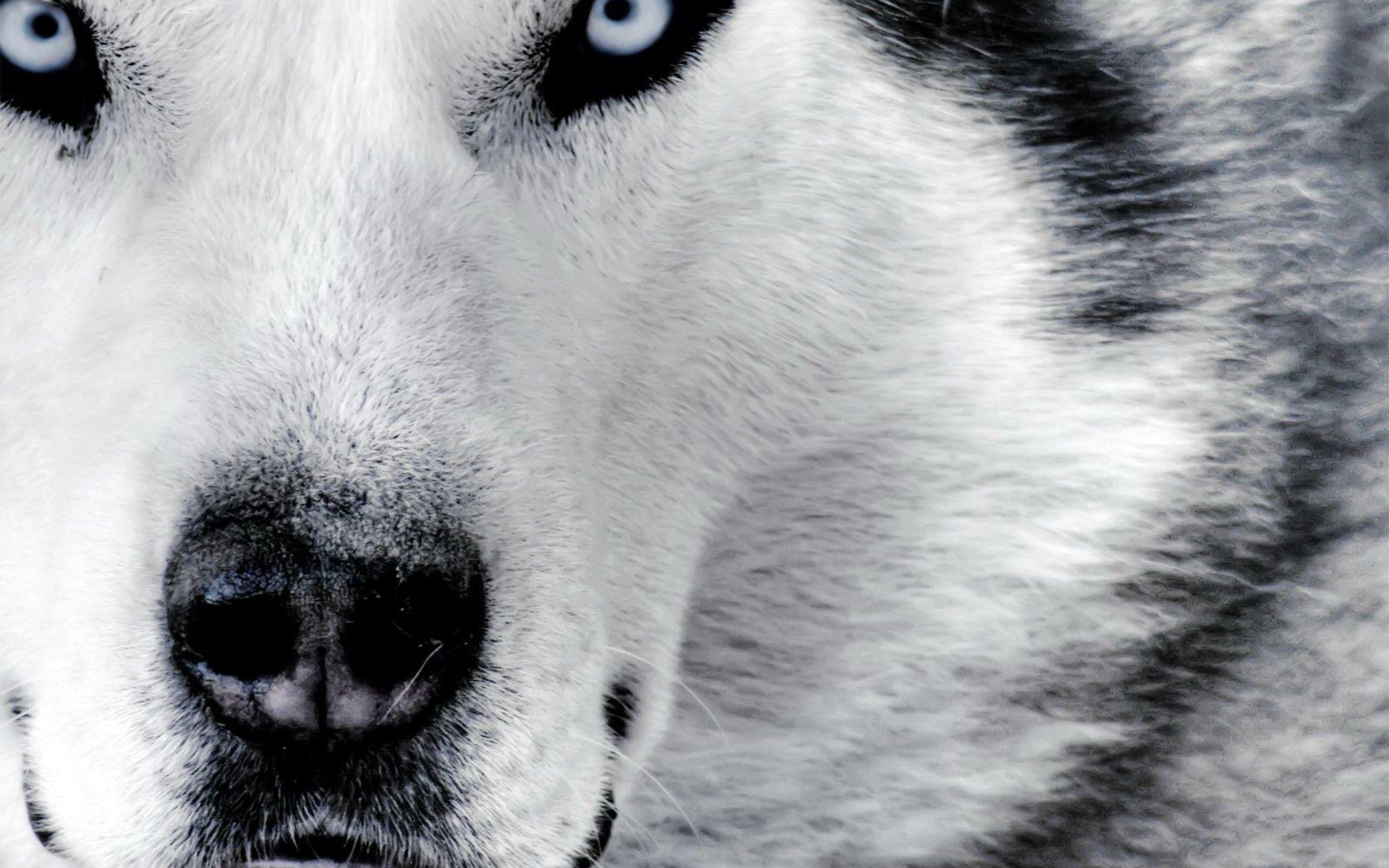 Wolf Desktop Background Pictures