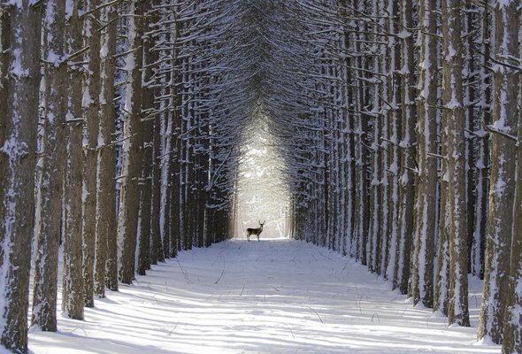 Wallpaper alley tree deer winter snow desktop wallpaper Nature