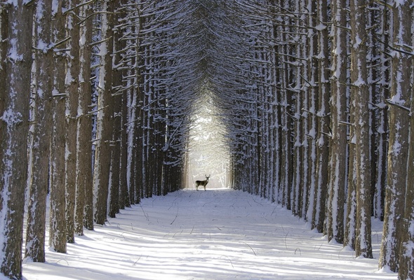 Wallpaper Alley Tree Deer Winter Snow Desktop Nature