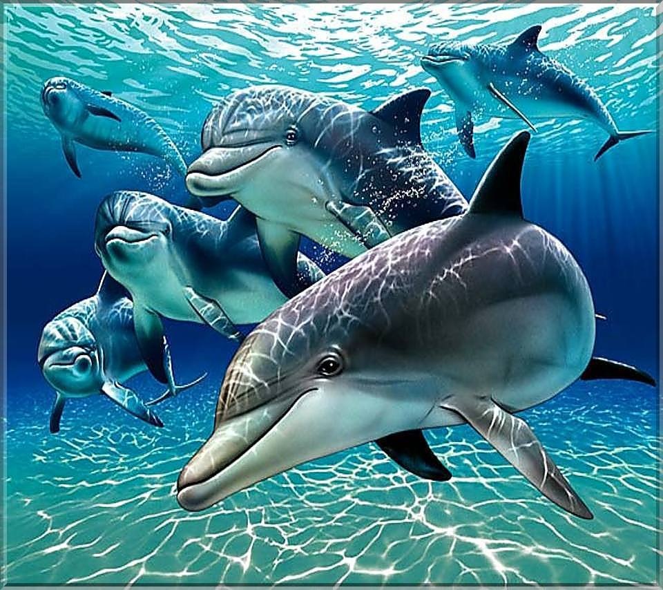 Dolphins Screensaver Wallpaper
