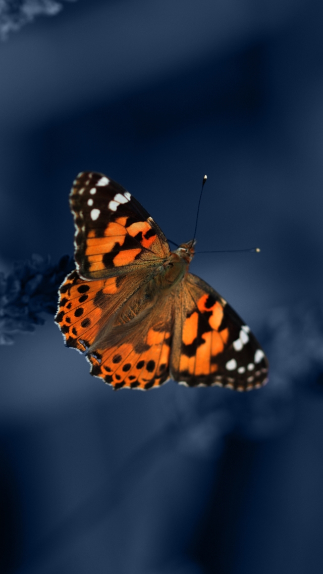 iPhone Wallpaper Butterflies Butterfly With Resolution
