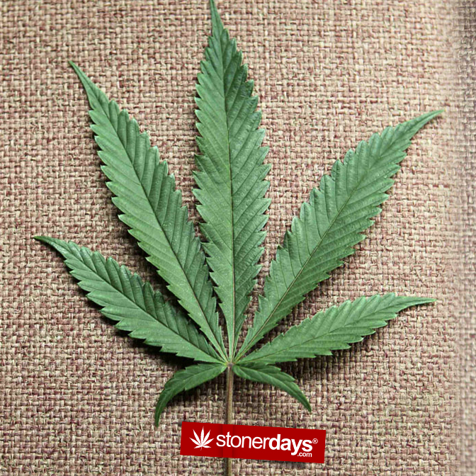 Searched For Marijuana Wallpaper Screensaver Stoner