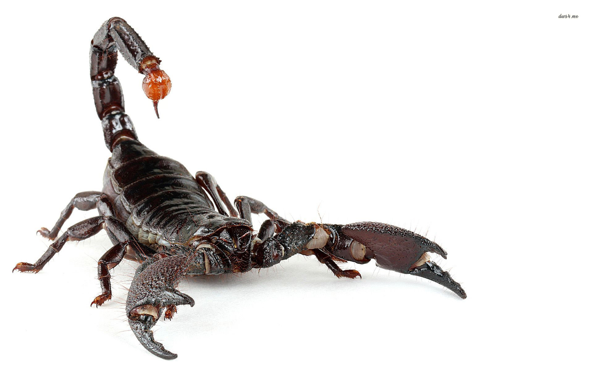 Scorpion Wallpaper Animal