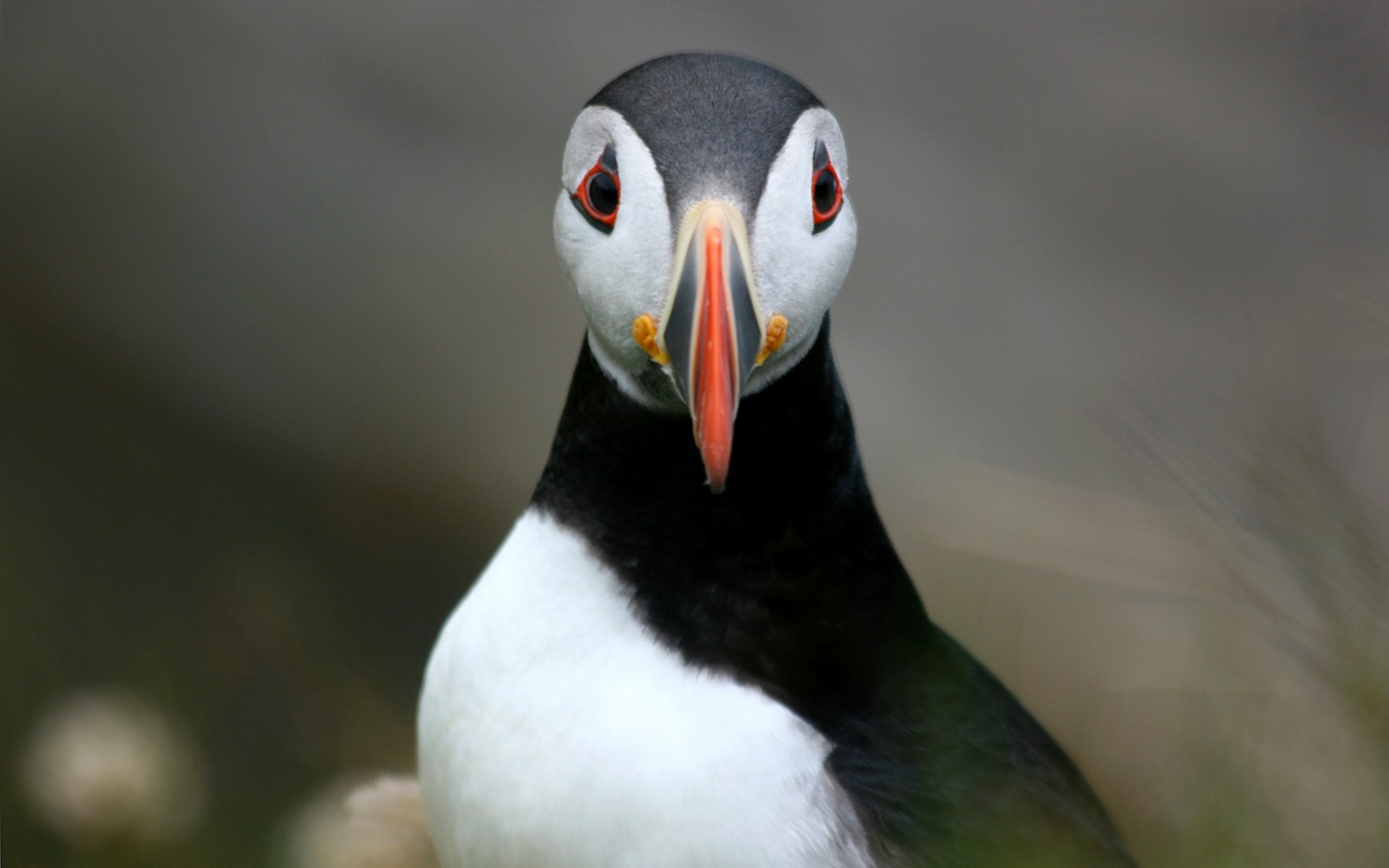 Image Search Puffin