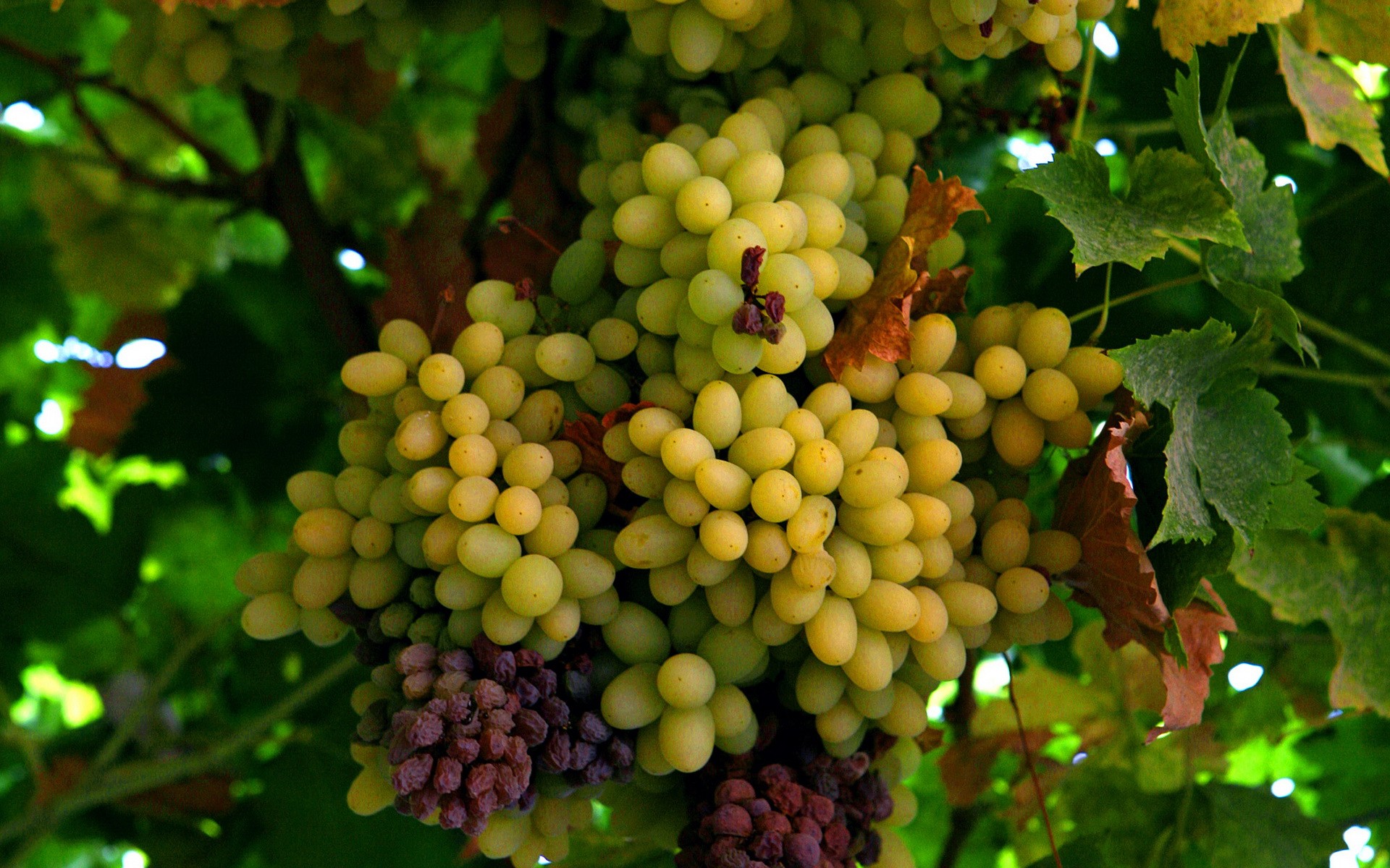 Grapes Full HD Wallpaper And Background Id