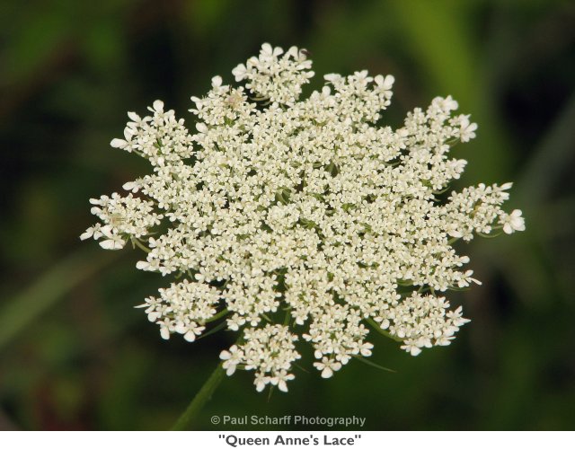 Paul Scharff Photography Queen Anne S Lace