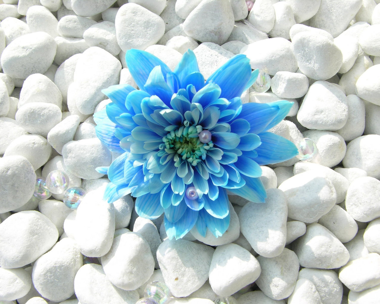 Wallpaper Of Blue Flowers Flower