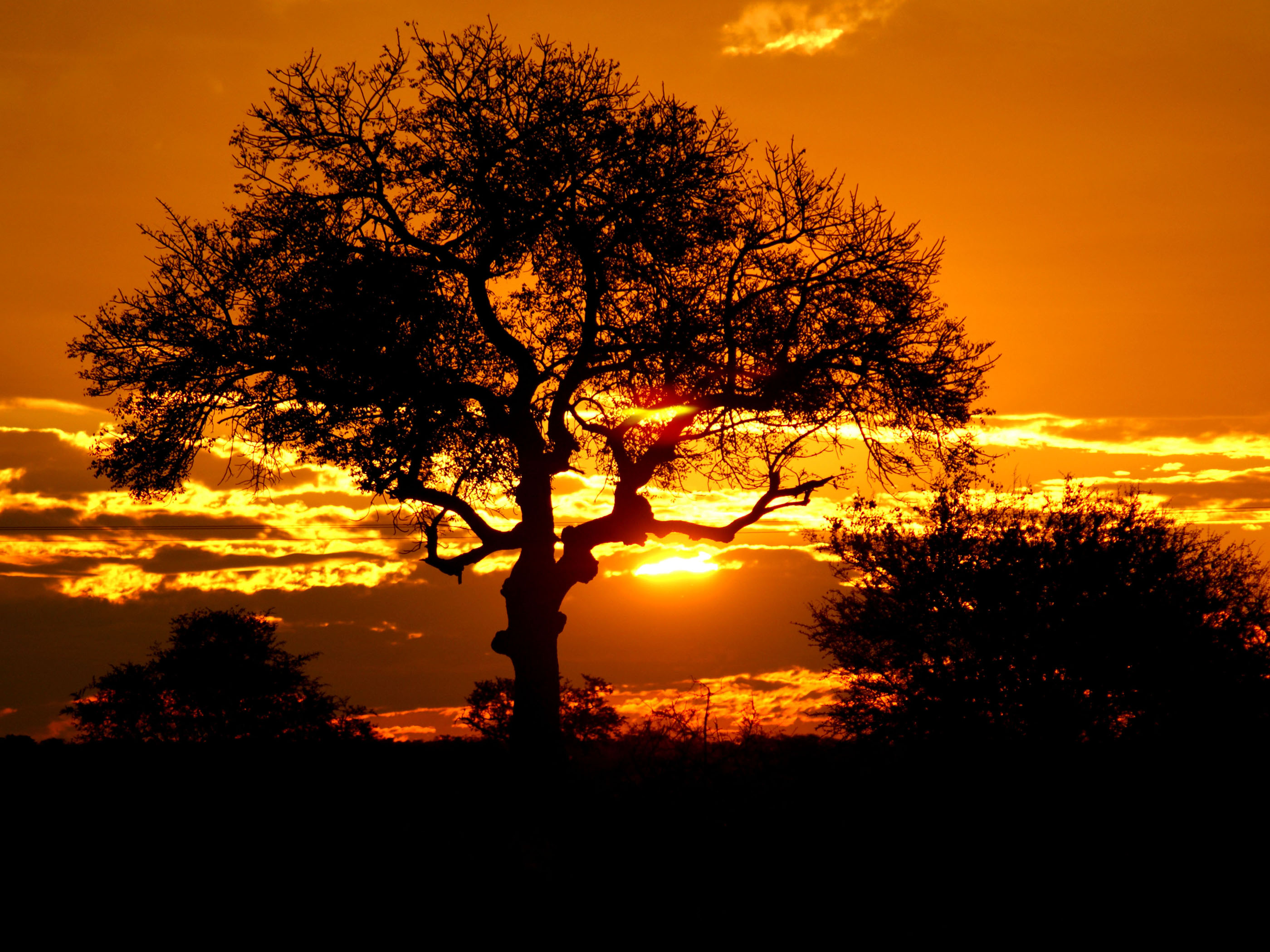 Kruger Park Sunset South Africa Wallpaper