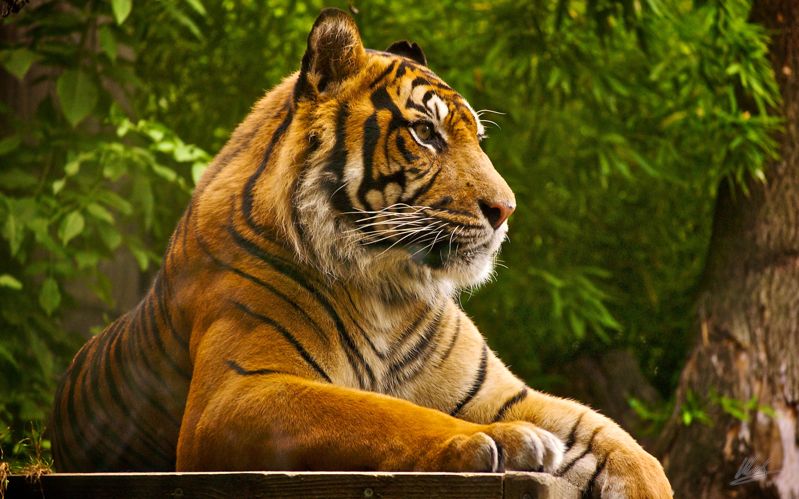 Sumatran Tiger Wallpaper HD