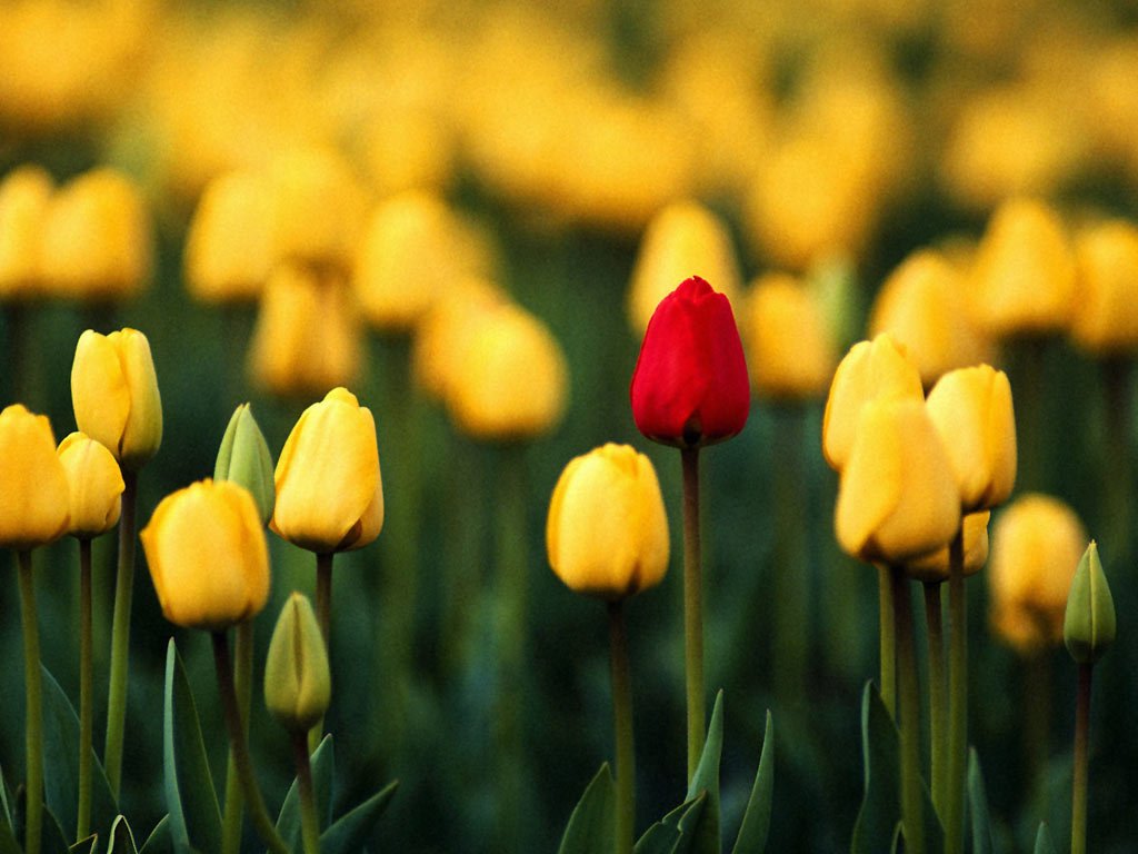 A single red tulip stands out among a field of yellow tulips