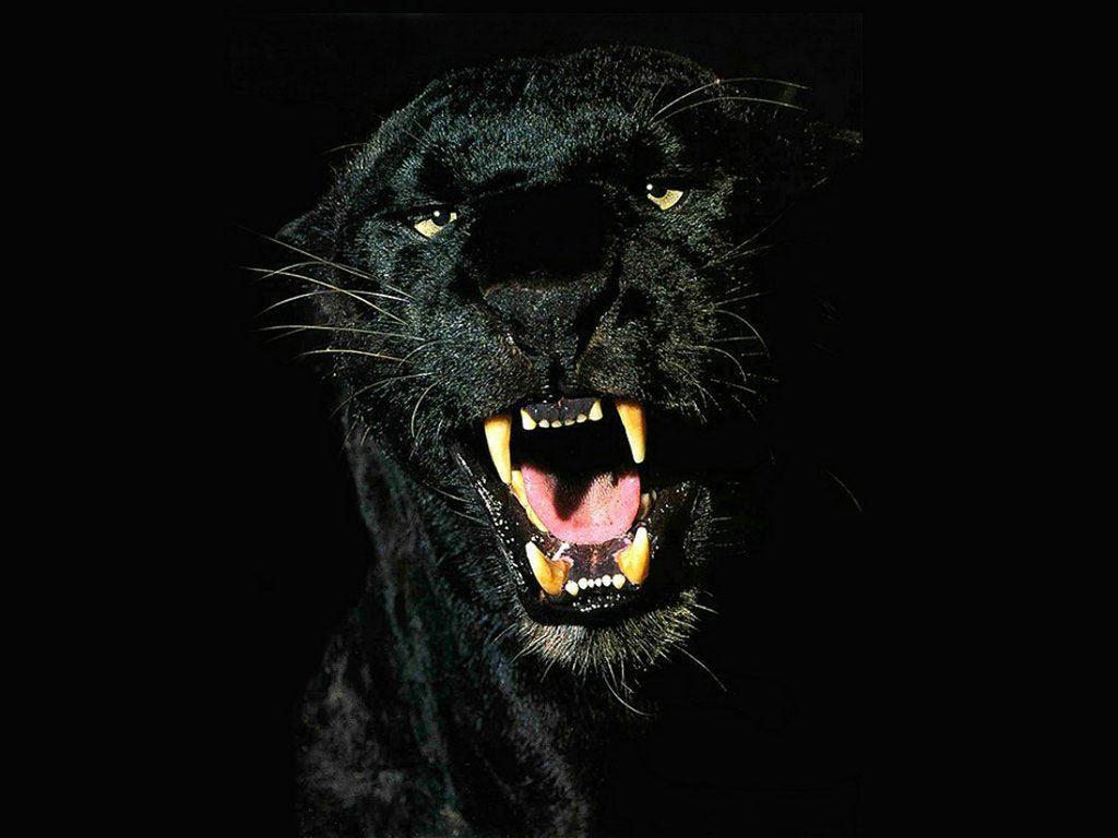Black Jaguar HD Wallpaper Roar Felidae Big Cats Snout